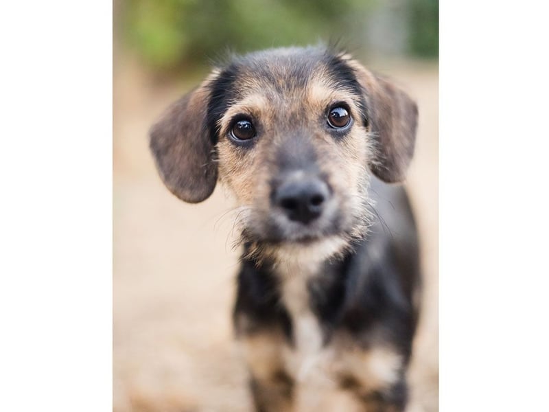 Süß, süßer, BENJI! Ein sanfter, liebevoller Traumhund,sehr sozial und anpassungsfähig sucht  Zuhause
