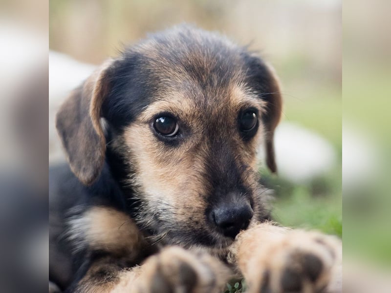 Süß, süßer, BENJI! Ein sanfter, liebevoller Traumhund,sehr sozial und anpassungsfähig sucht  Zuhause