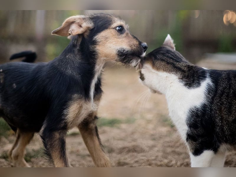 Süß, süßer, BENJI! Ein sanfter, liebevoller Traumhund,sehr sozial und anpassungsfähig sucht  Zuhause
