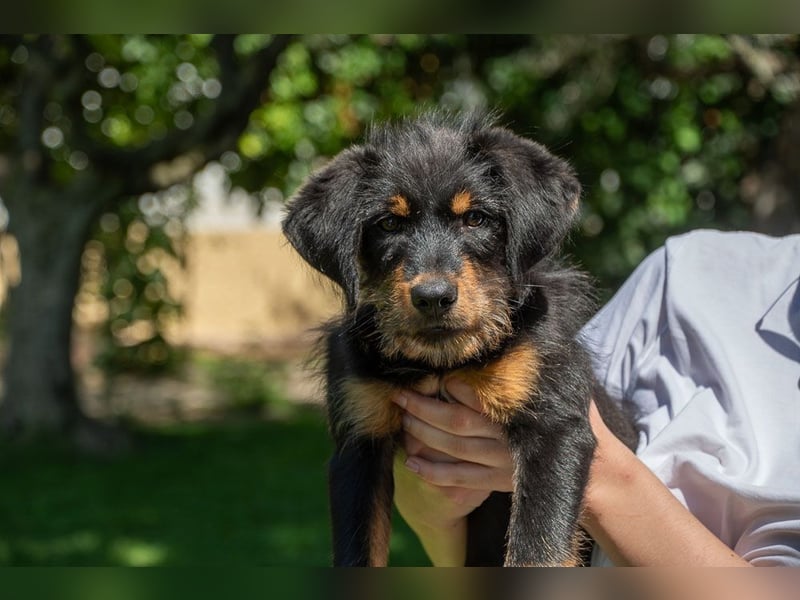 BALTO-zutraulich, wunderbar fröhlich,voller Lebensfreude auf der Suche nach seiner"Für-immer-Familie