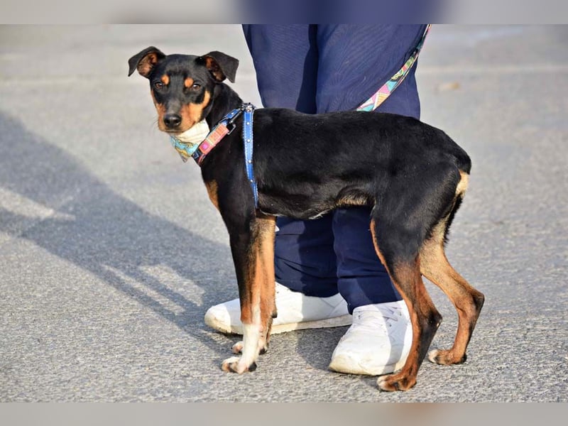 Süßer TOBI-lieb, verspielt noch etwas schüchtern sucht sein "Für-immer-Körbchen" bei lieben Menschen