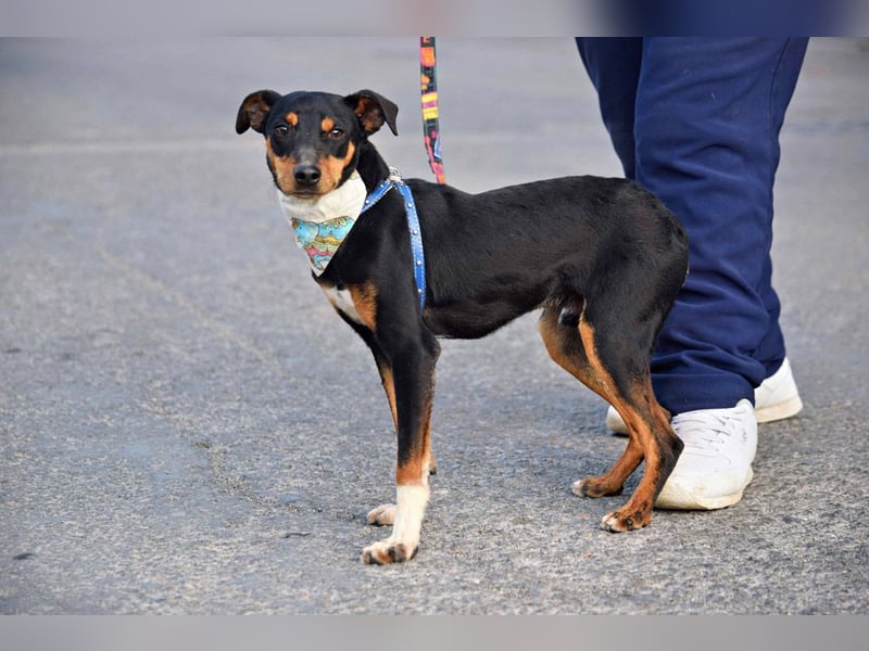 Süßer TOBI-lieb, verspielt noch etwas schüchtern sucht sein "Für-immer-Körbchen" bei lieben Menschen