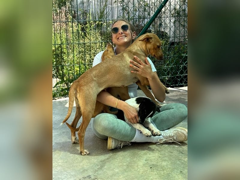 ROMEO-berührt das Herz, sucht zusammen mit "seiner Seelenhündin" Julieta eine liebevolle Familie