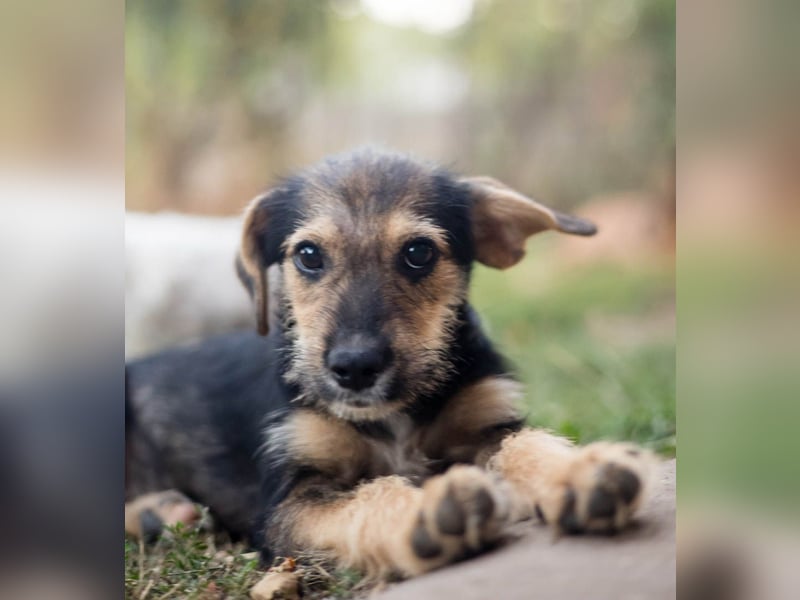 Süß, süßer, BENJI! Ein sanfter, liebevoller Traumhund,sehr sozial und anpassungsfähig sucht  Zuhause