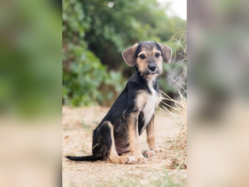 Süß, süßer, BENJI! Ein sanfter, liebevoller Traumhund,sehr sozial und anpassungsfähig sucht  Zuhause