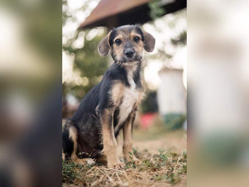 Süß, süßer, BENJI! Ein sanfter, liebevoller Traumhund,sehr sozial und anpassungsfähig sucht  Zuhause