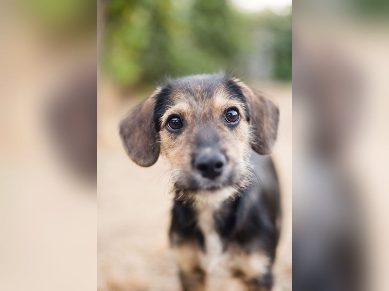 Süß, süßer, BENJI! Ein sanfter, liebevoller Traumhund,sehr sozial und anpassungsfähig sucht  Zuhause
