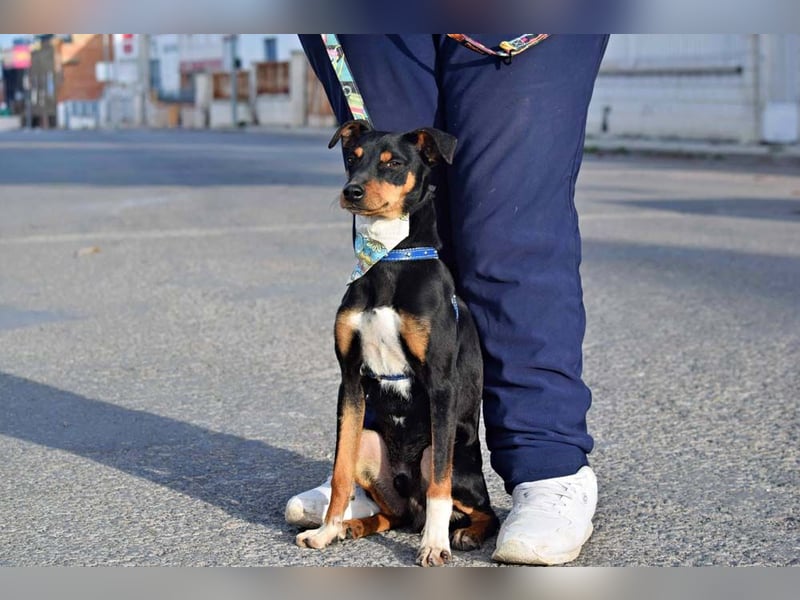 Süßer TOBI-lieb, verspielt noch etwas schüchtern sucht sein "Für-immer-Körbchen" bei lieben Menschen