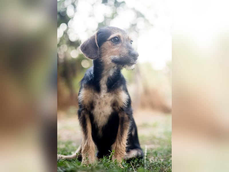 Süß, süßer, BENJI! Ein sanfter, liebevoller Traumhund,sehr sozial und anpassungsfähig sucht  Zuhause