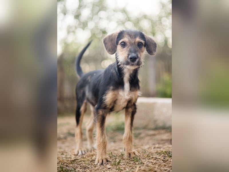 Süß, süßer, BENJI! Ein sanfter, liebevoller Traumhund,sehr sozial und anpassungsfähig sucht  Zuhause