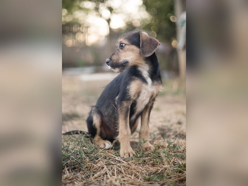 Süß, süßer, BENJI! Ein sanfter, liebevoller Traumhund,sehr sozial und anpassungsfähig sucht  Zuhause