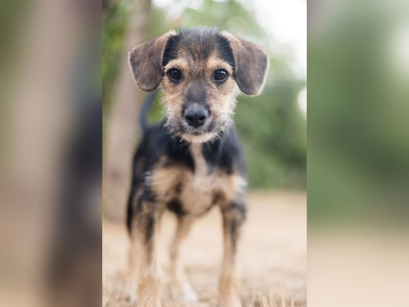 Süß, süßer, BENJI! Ein sanfter, liebevoller Traumhund,sehr sozial und anpassungsfähig sucht  Zuhause