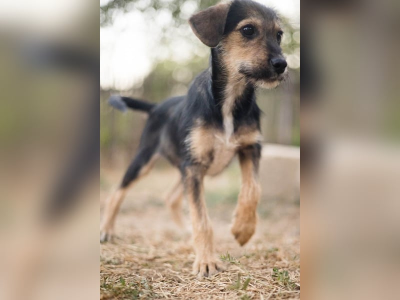 Süß, süßer, BENJI! Ein sanfter, liebevoller Traumhund,sehr sozial und anpassungsfähig sucht  Zuhause