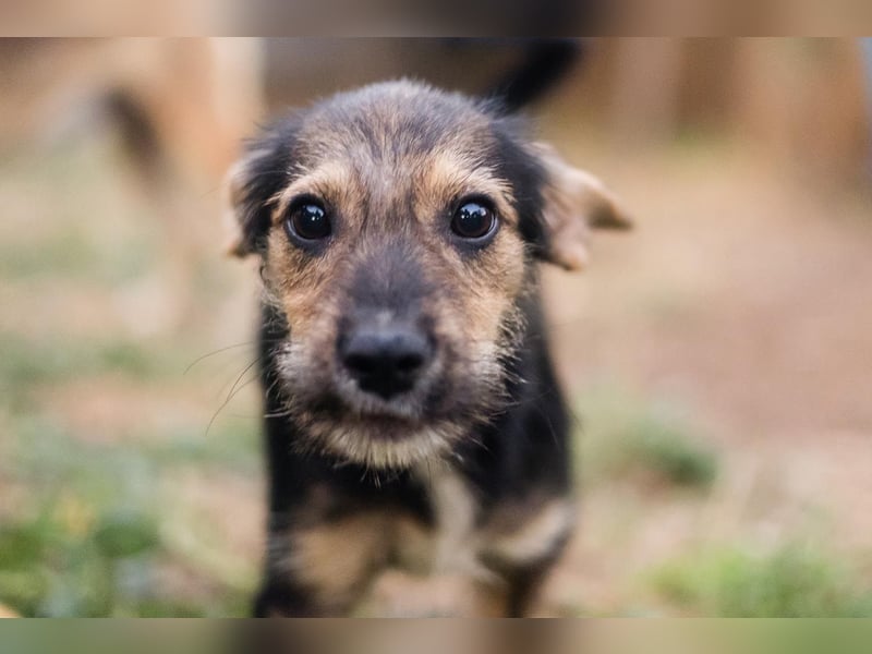 Süß, süßer, BENJI! Ein sanfter, liebevoller Traumhund,sehr sozial und anpassungsfähig sucht  Zuhause