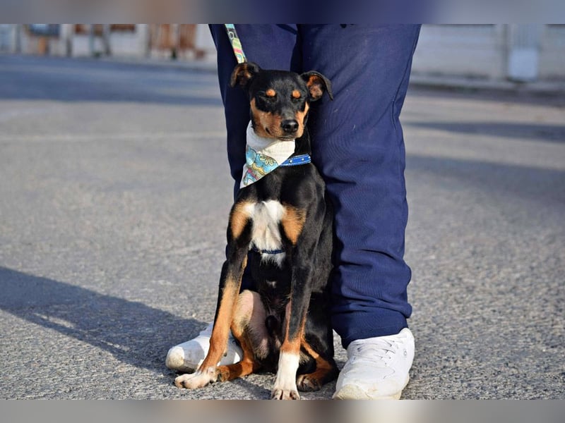 Süßer TOBI-lieb, verspielt noch etwas schüchtern sucht sein "Für-immer-Körbchen" bei lieben Menschen
