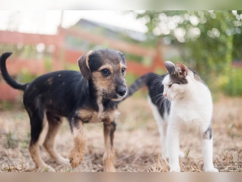 Süß, süßer, BENJI! Ein sanfter, liebevoller Traumhund,sehr sozial und anpassungsfähig sucht  Zuhause