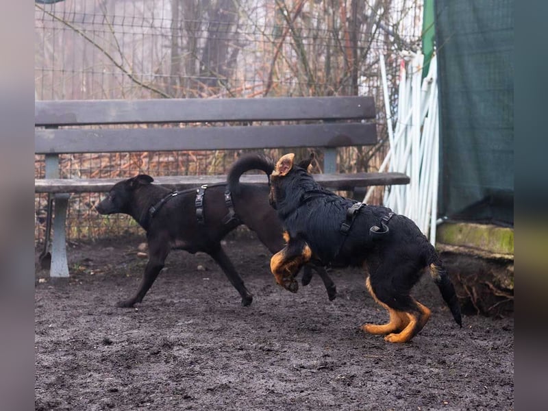 BATMAN-schüchterner Held auf 4 Pfoten sucht dich und sein Zuhause