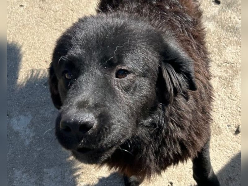 KARLCHEN❤️HSH-Mix-Waisenkind sucht sehnsüchtig sein Für-Immer-Zuhause!