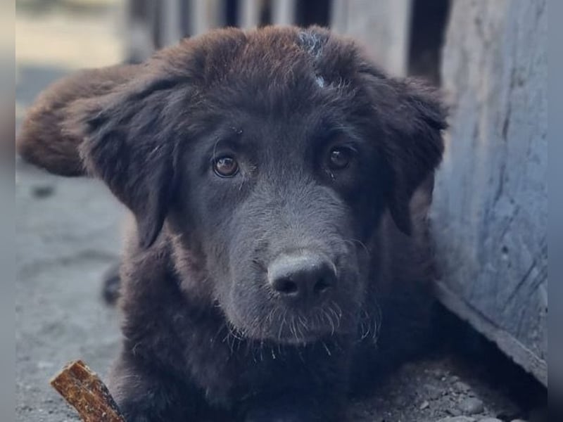 KARLCHEN❤️HSH-Mix-Waisenkind sucht sehnsüchtig sein Für-Immer-Zuhause!