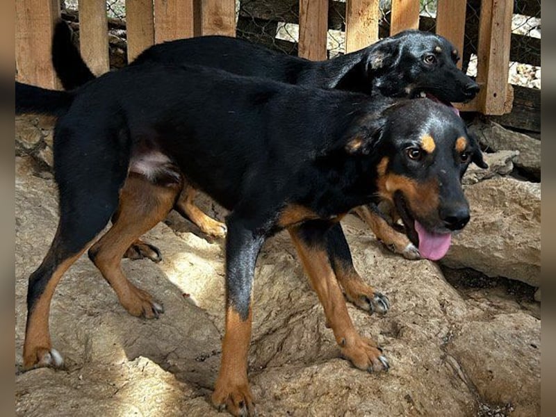 Mico ❤️ aufgeschlossen & verkuschelt!