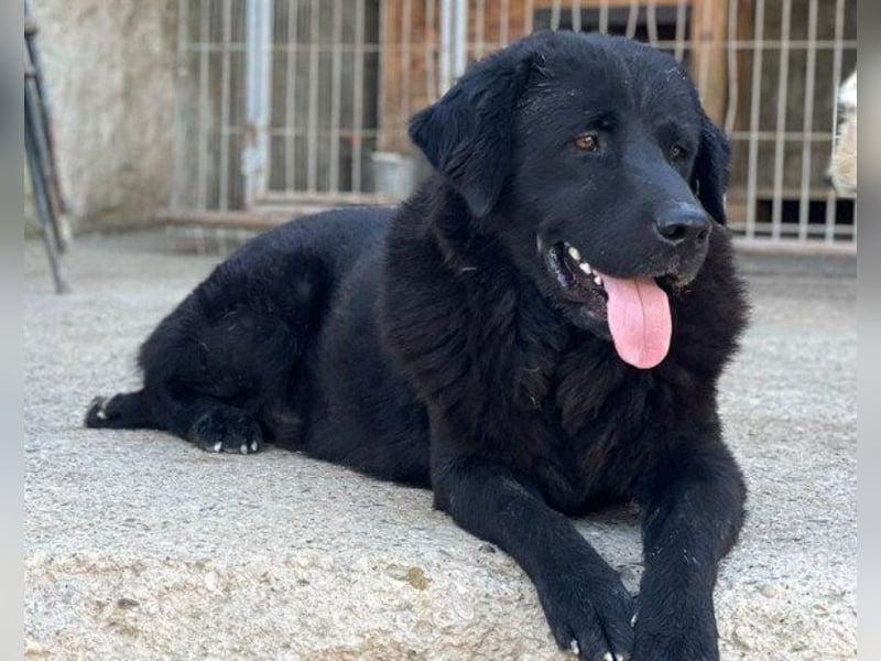 KARLCHEN❤️HSH-Mix-Waisenkind sucht sehnsüchtig sein Für-Immer-Zuhause!