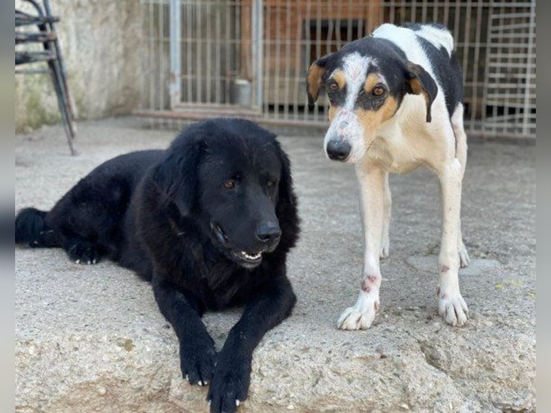KARLCHEN❤️HSH-Mix-Waisenkind sucht sehnsüchtig sein Für-Immer-Zuhause!