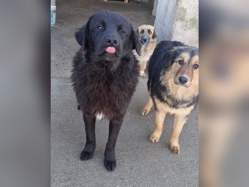 KARLCHEN❤️HSH-Mix-Waisenkind sucht sehnsüchtig sein Für-Immer-Zuhause!