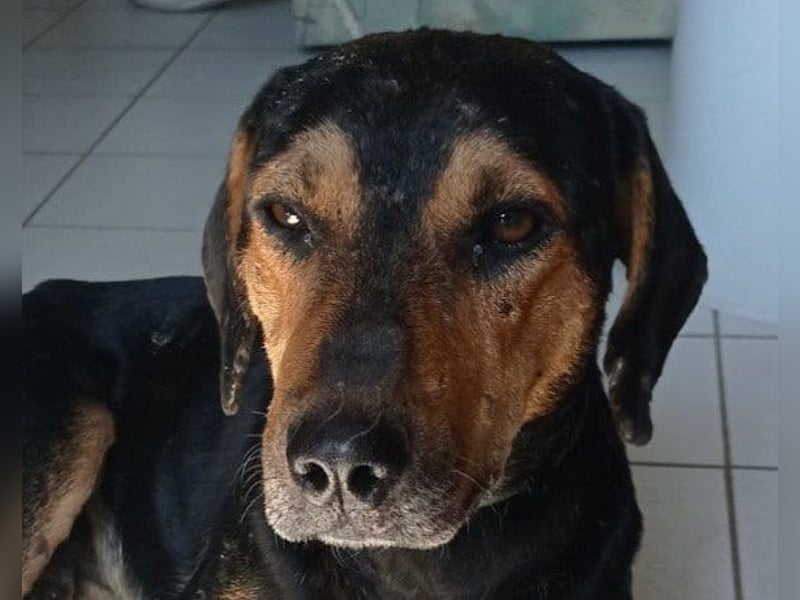 Jasco ❤️ neugierig, lebhaft & verspielt