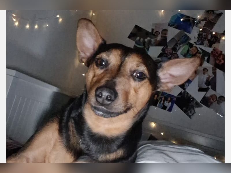 Kiko (PA) Verschmuster kleiner Mann