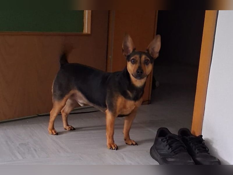Kiko (PA) Verschmuster kleiner Mann