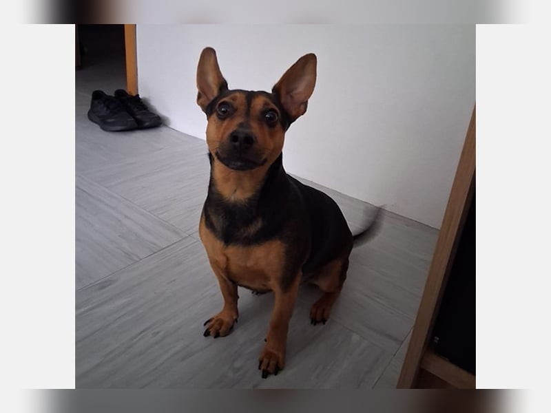 Kiko (PA) Verschmuster kleiner Mann
