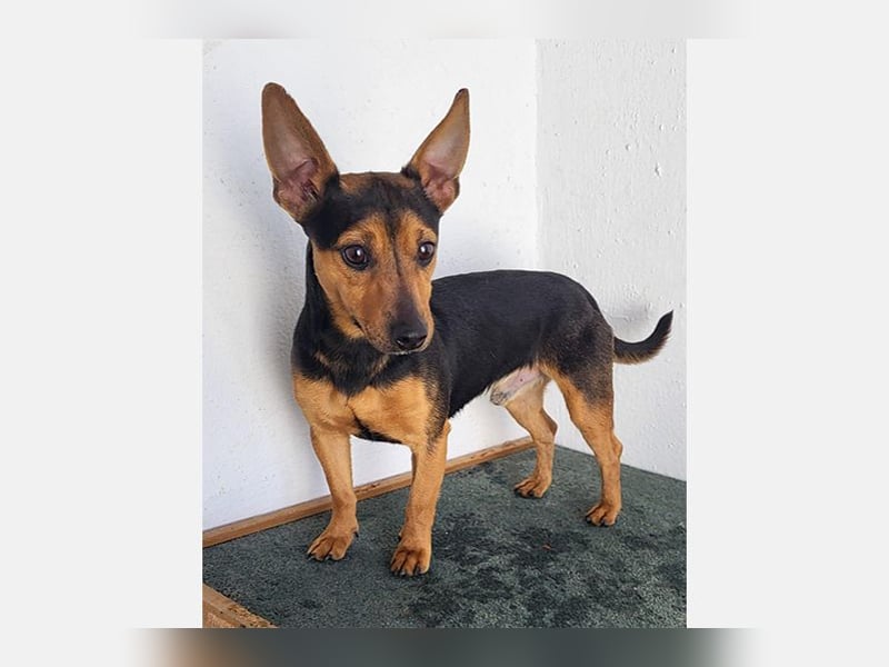 Kiko (PA) Verschmuster kleiner Mann