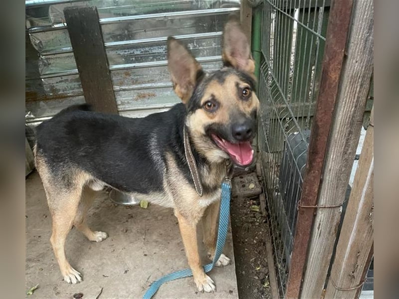 Maxi - ein freundlicher Freund