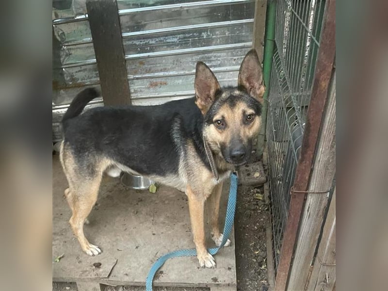 Maxi - ein freundlicher Freund