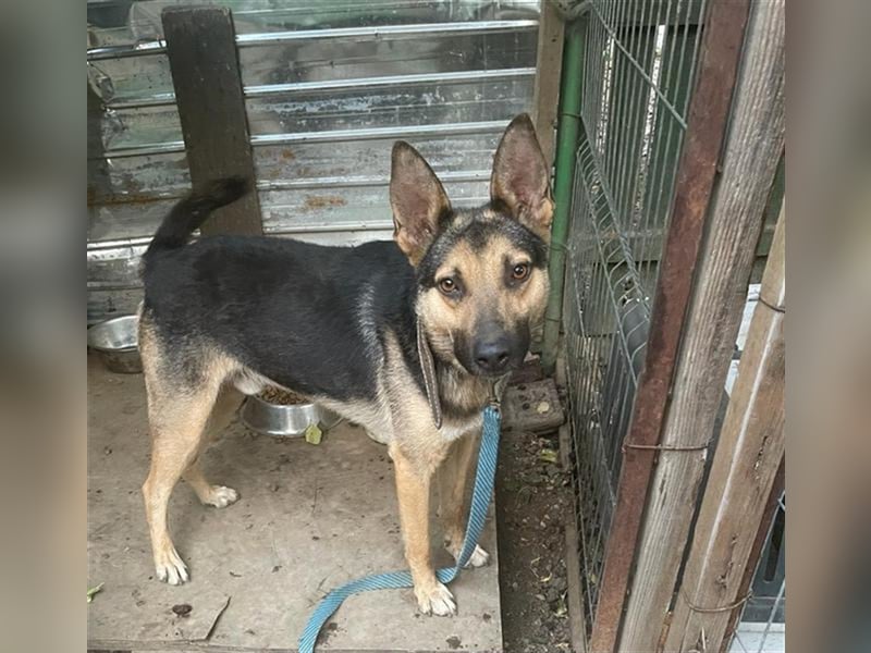 Maxi - ein freundlicher Freund