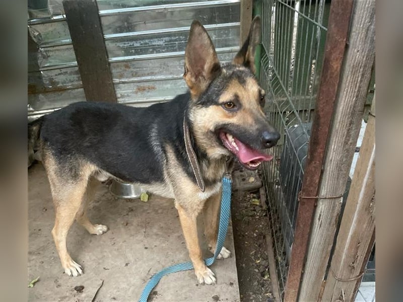 Maxi - ein freundlicher Freund
