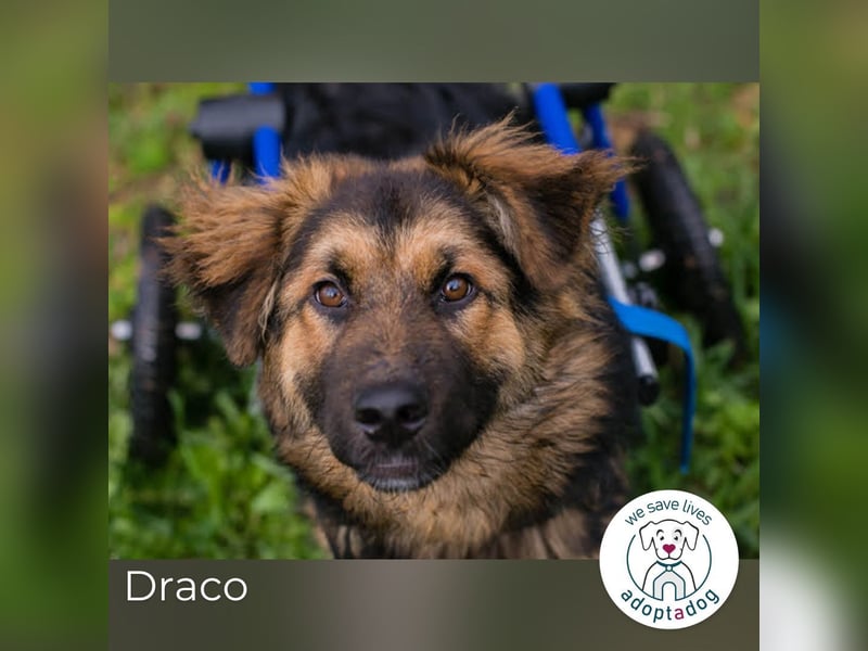 Draco: Lächeln auf zwei Rädern