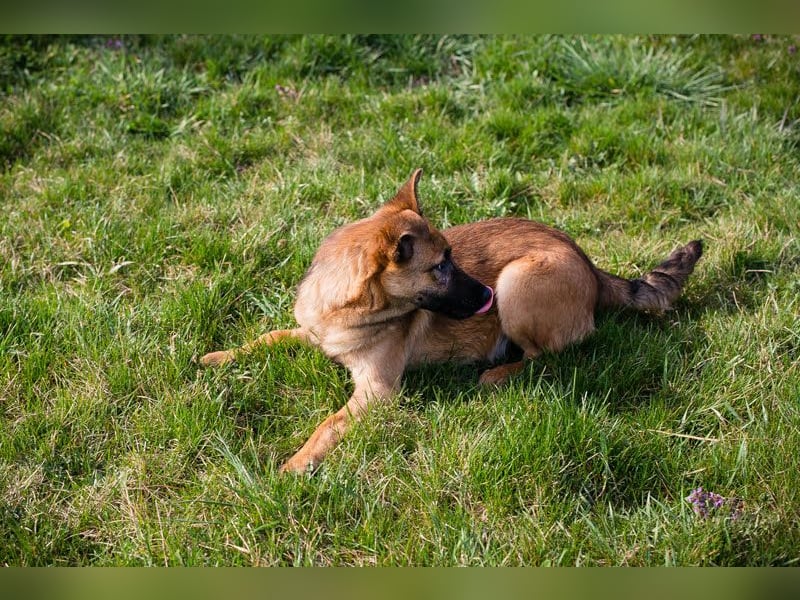 Archie: Kämpfer sucht Zuhause