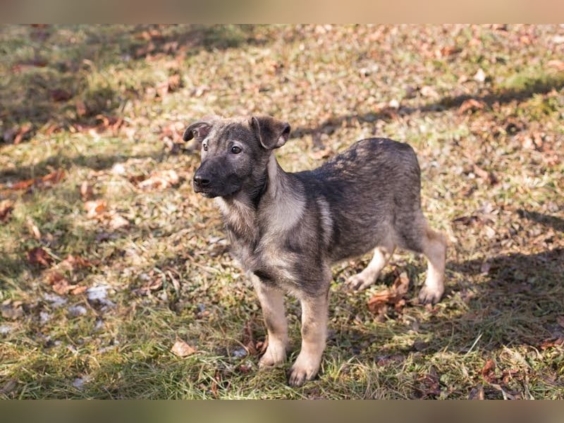 Filou – sensibler Junghund die Welt entdecken