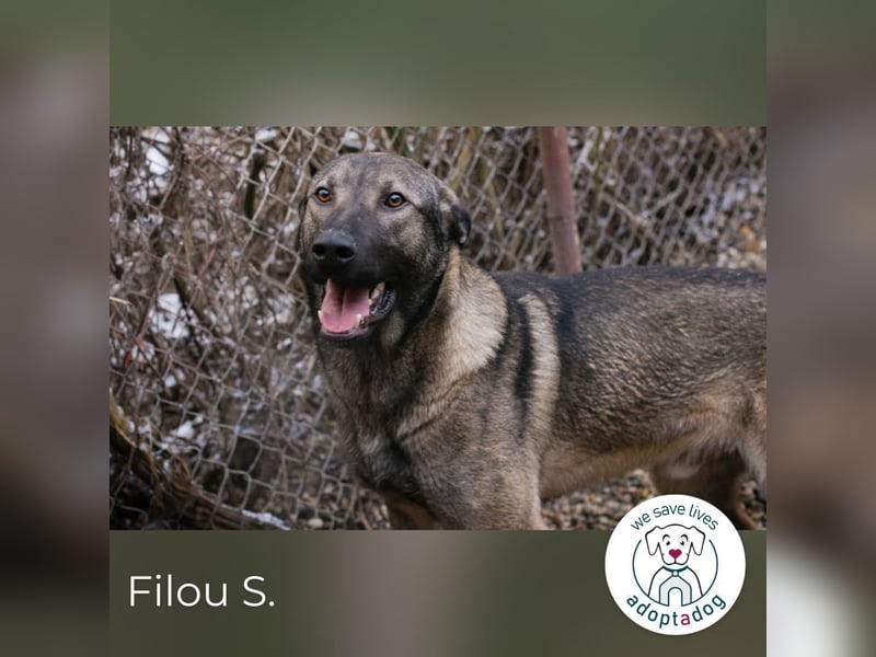 Filou – sensibler Junghund die Welt entdecken