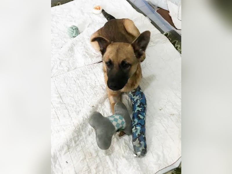 Archie: Kämpfer sucht Zuhause