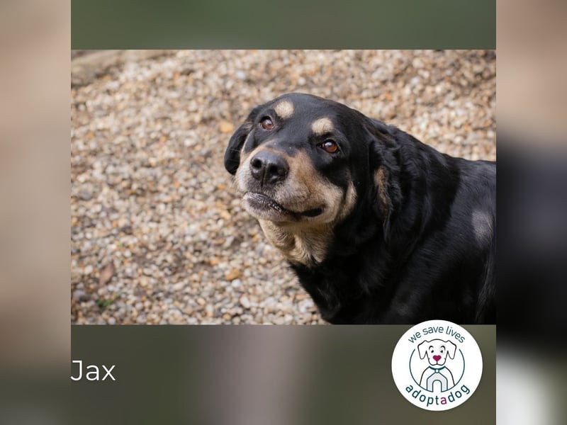 Jax: Gentleman auf vier Pfoten