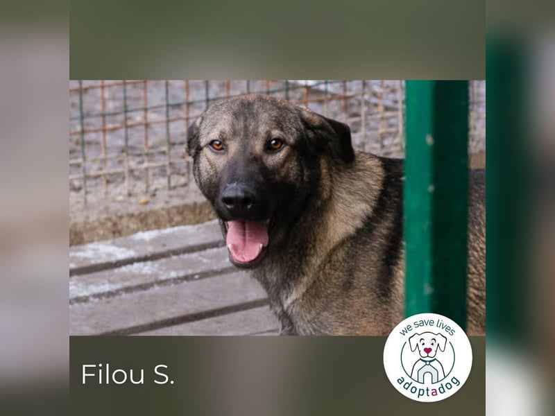 Filou – sensibler Junghund die Welt entdecken