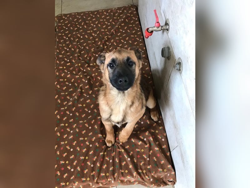 Archie: Kämpfer sucht Zuhause