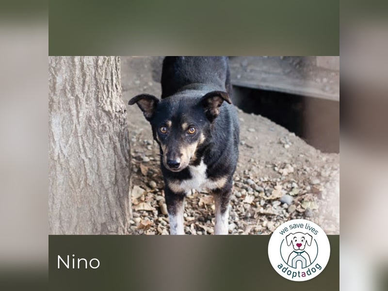 Nino- Step by Step zum großen Glück