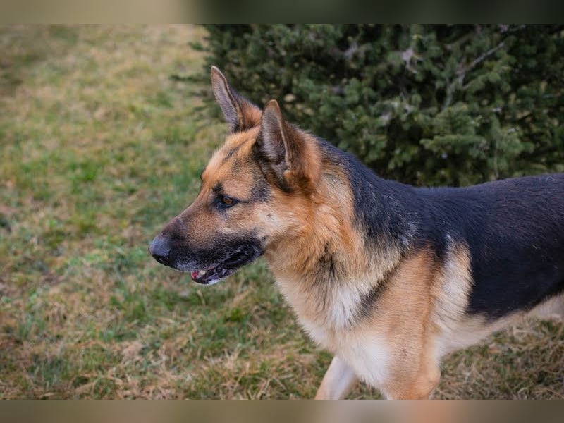 Flash – Dein Partner mit der kalten Schnauze