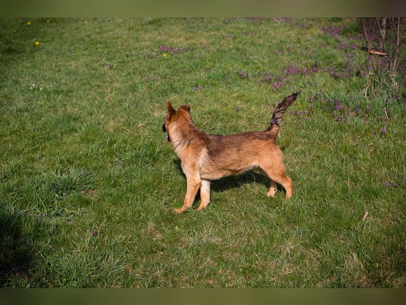 Archie: Kämpfer sucht Zuhause