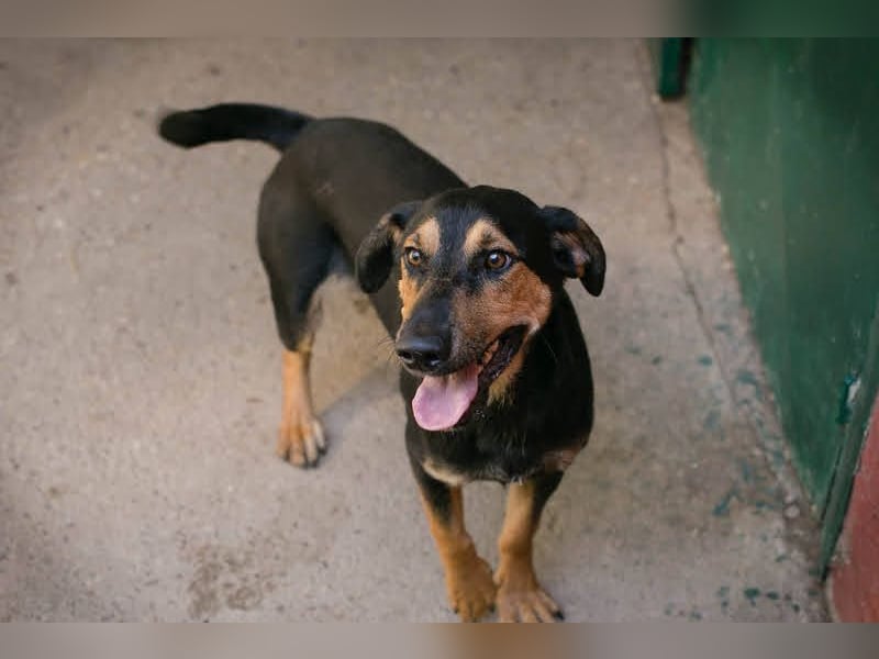 Jack: Ein Hund zum Pferdestehlen!