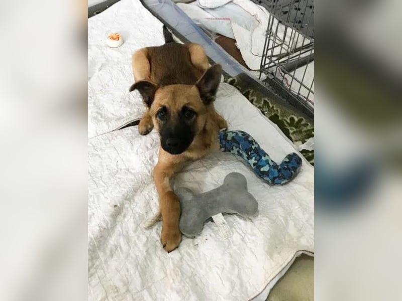 Archie: Kämpfer sucht Zuhause
