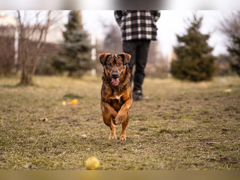 Freddy – Verspielter Entdecker sucht dich